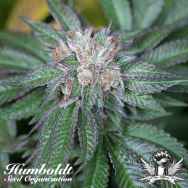 Humboldt Seed Organization Master Kush